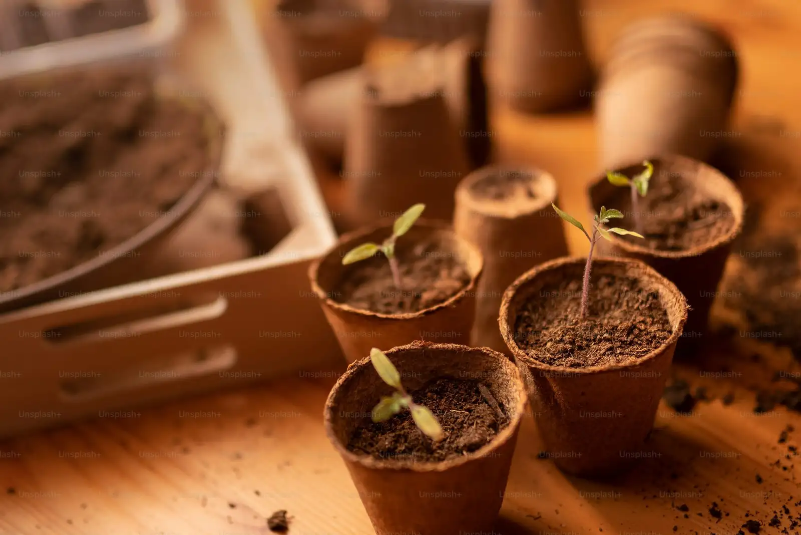australian chestnut seedlings in pot