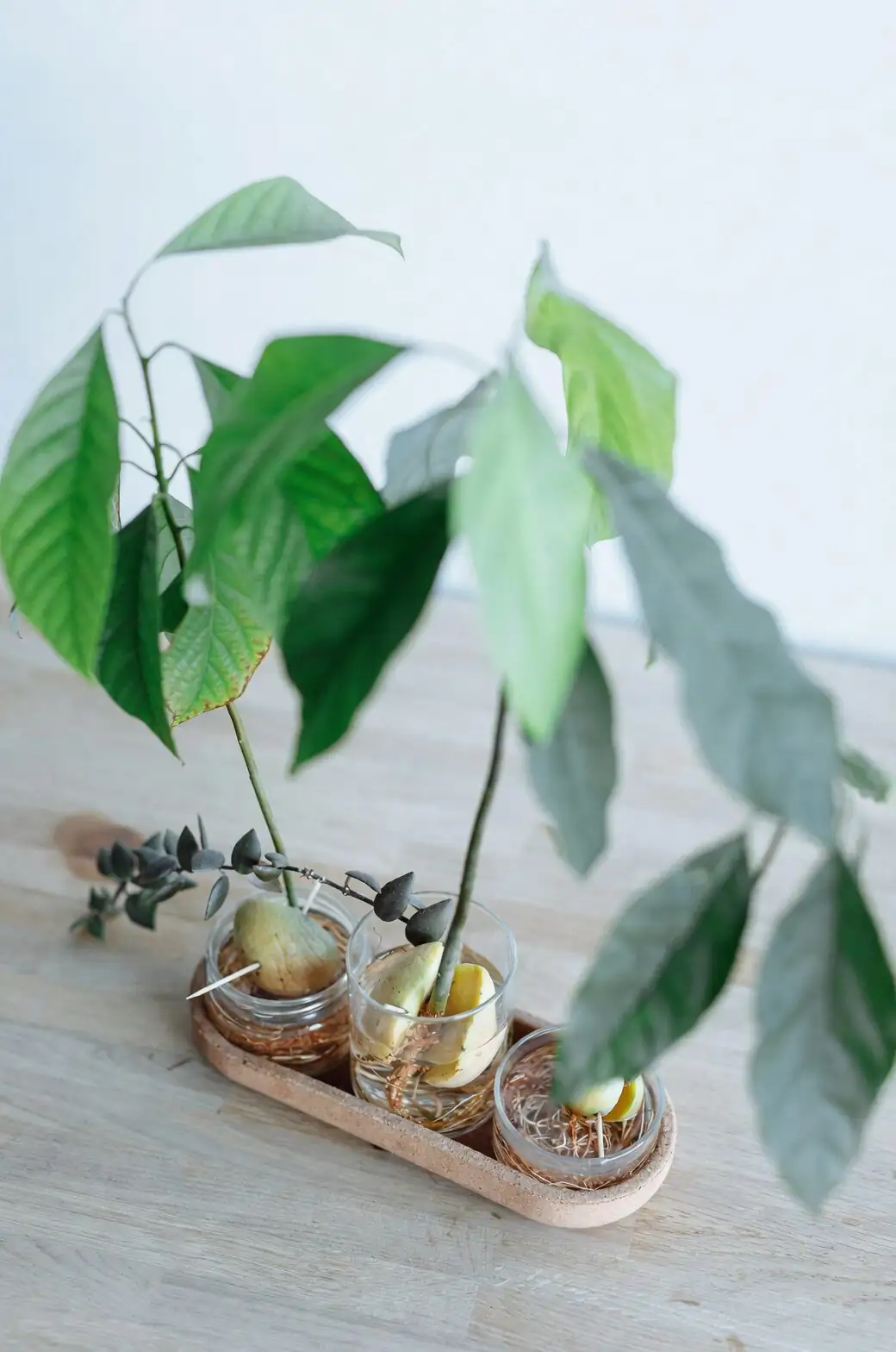 Castanospermum australe hydroponic roots glass