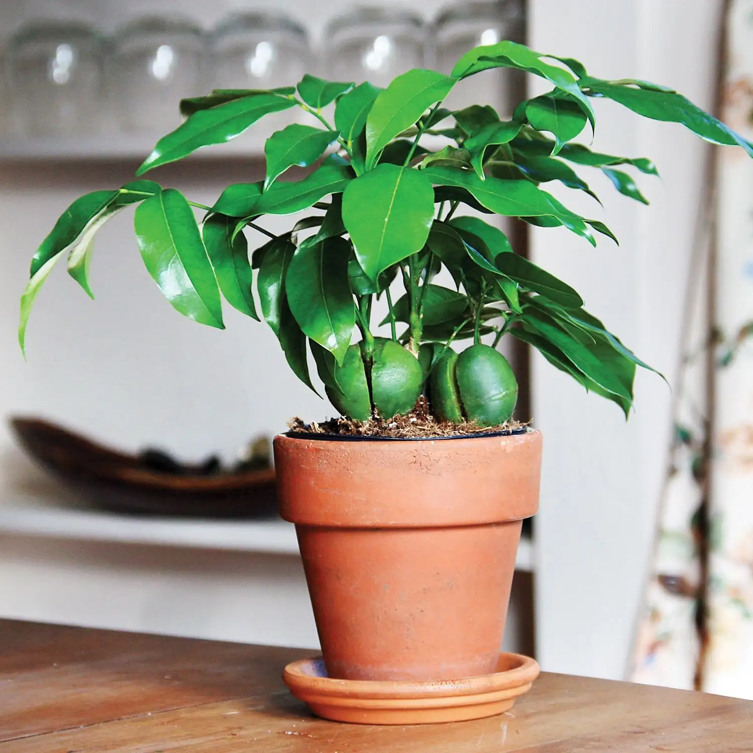 Castanospermum australe potted indoor plant