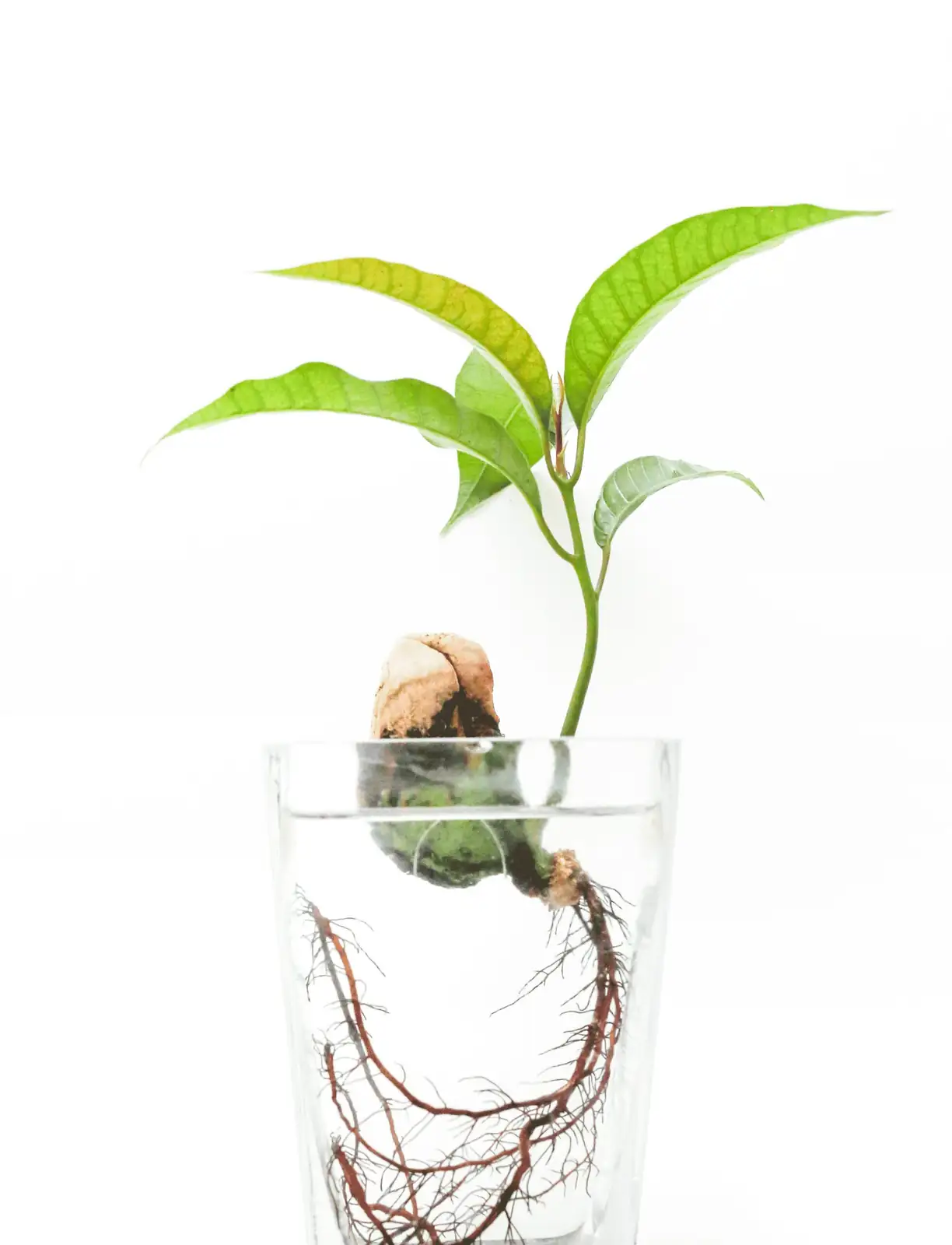 Australian chestnut hydroponic roots glass