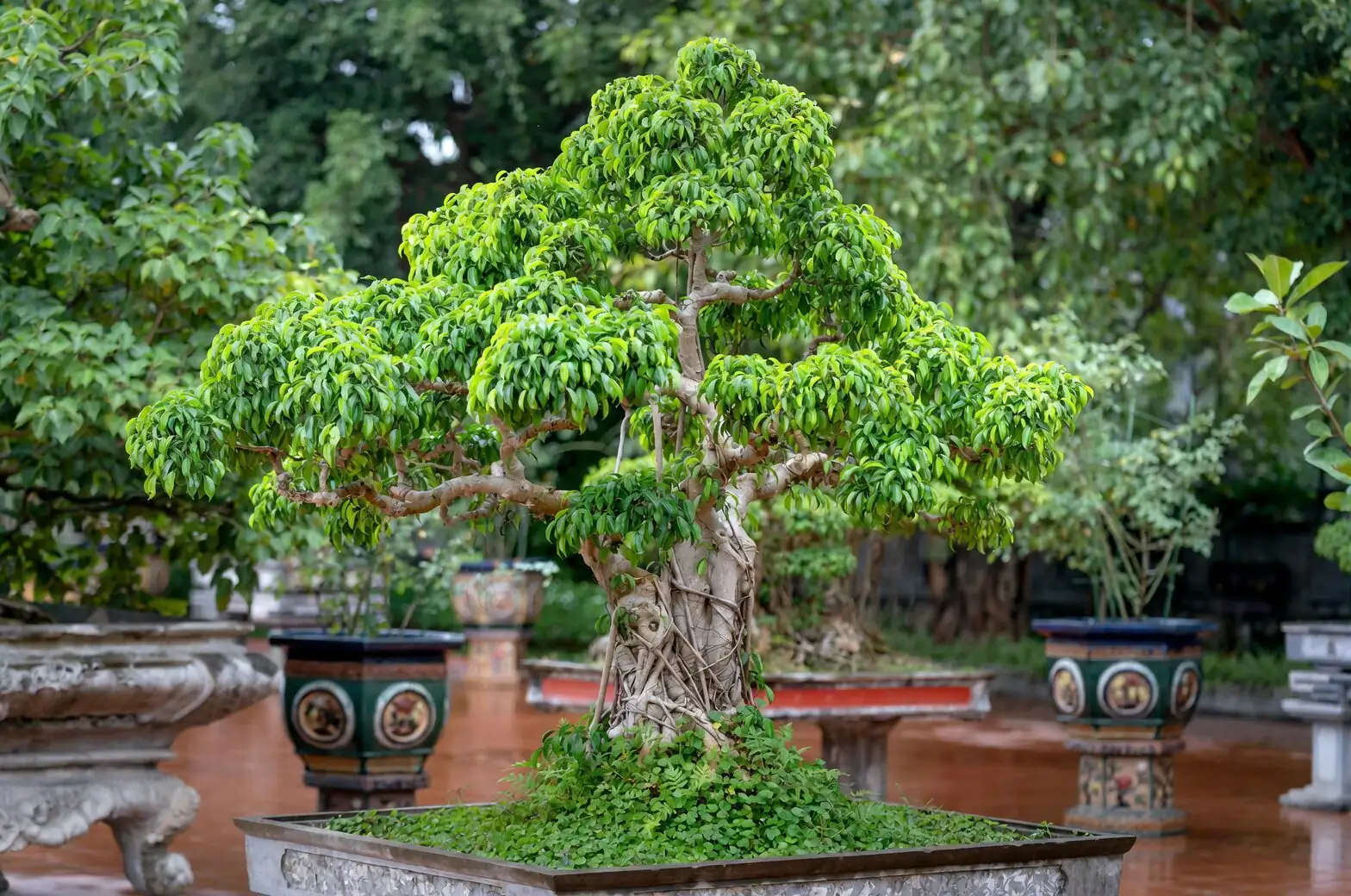 Australian chestnut deep pot indoor tree