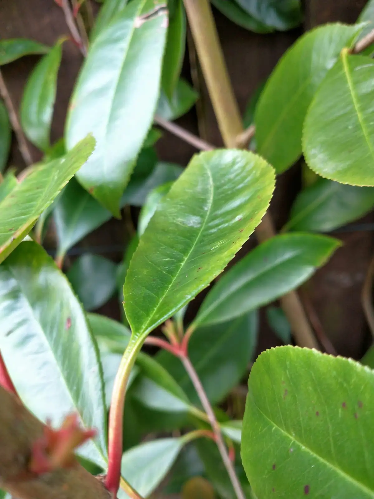 australian chestnut leggy stem close-up