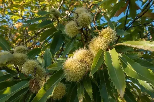 australian chestnut pruning top cut