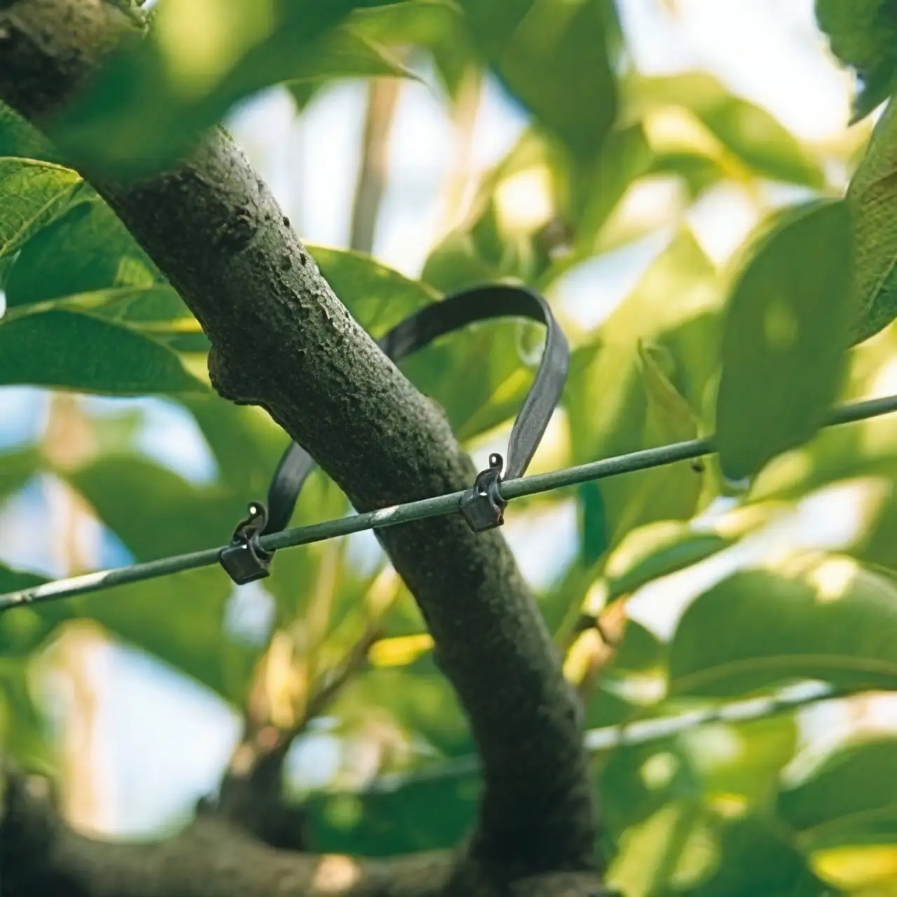 australian chestnut branch training ties