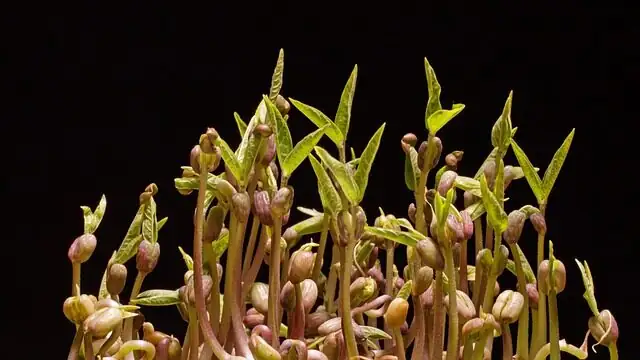 Castanospermum australe cotyledons close up