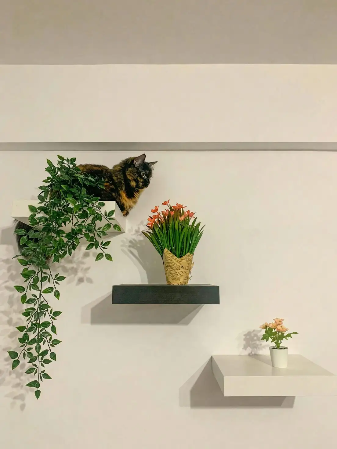 lucky bean plant wall shelf cat
