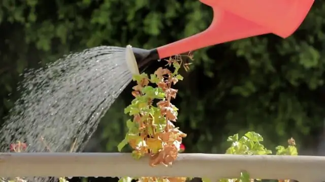 lucky bean plant watering tray