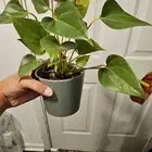 lucky bean plant repotting gloves