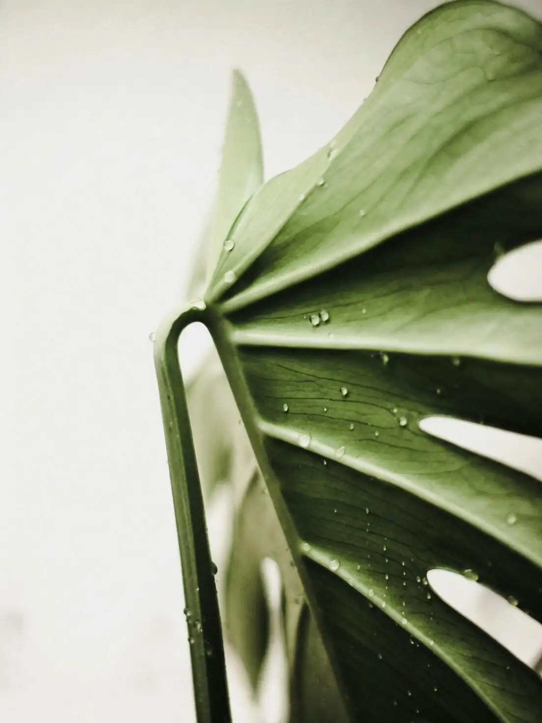 Castanospermum australe leaf misting spray