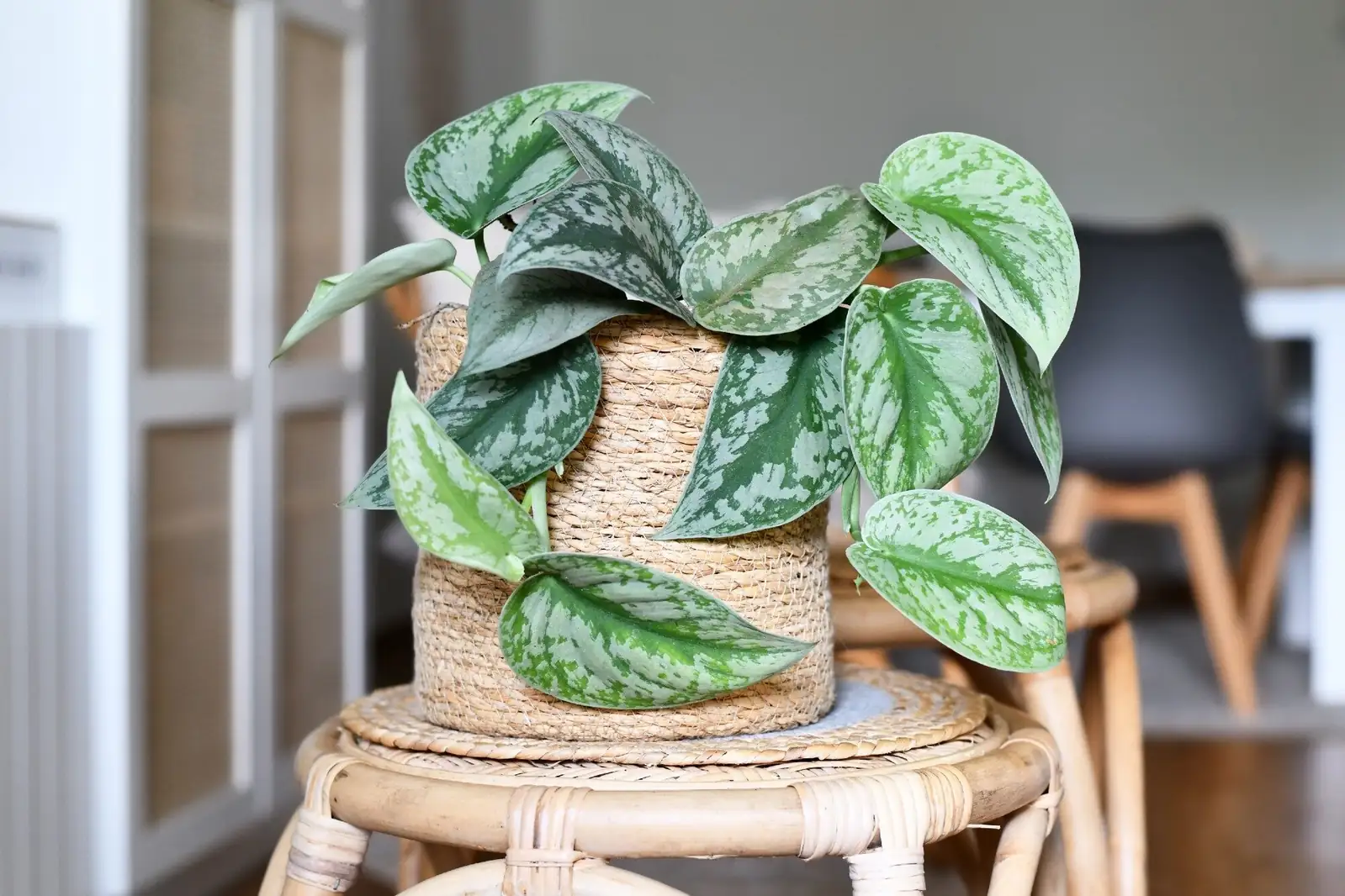 Castanospermum australe with pothos and fern