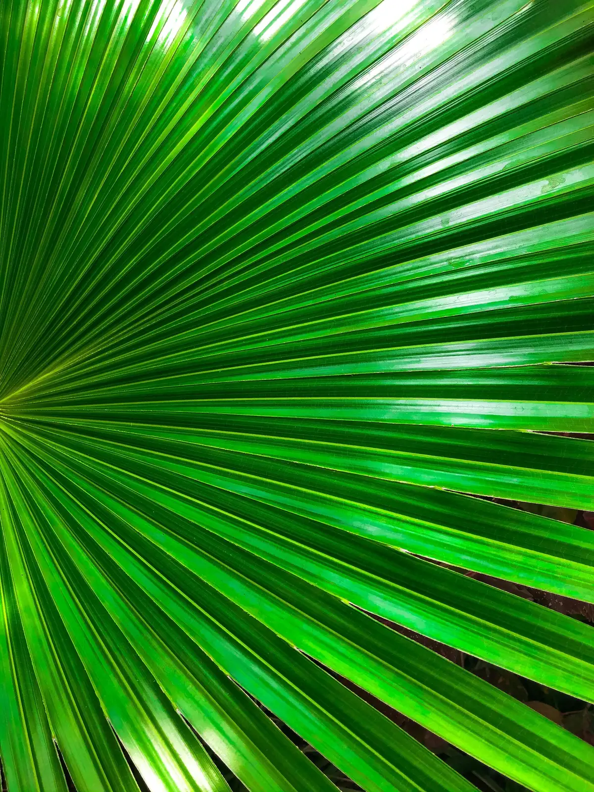 podocarpus indoor gentle airflow fan