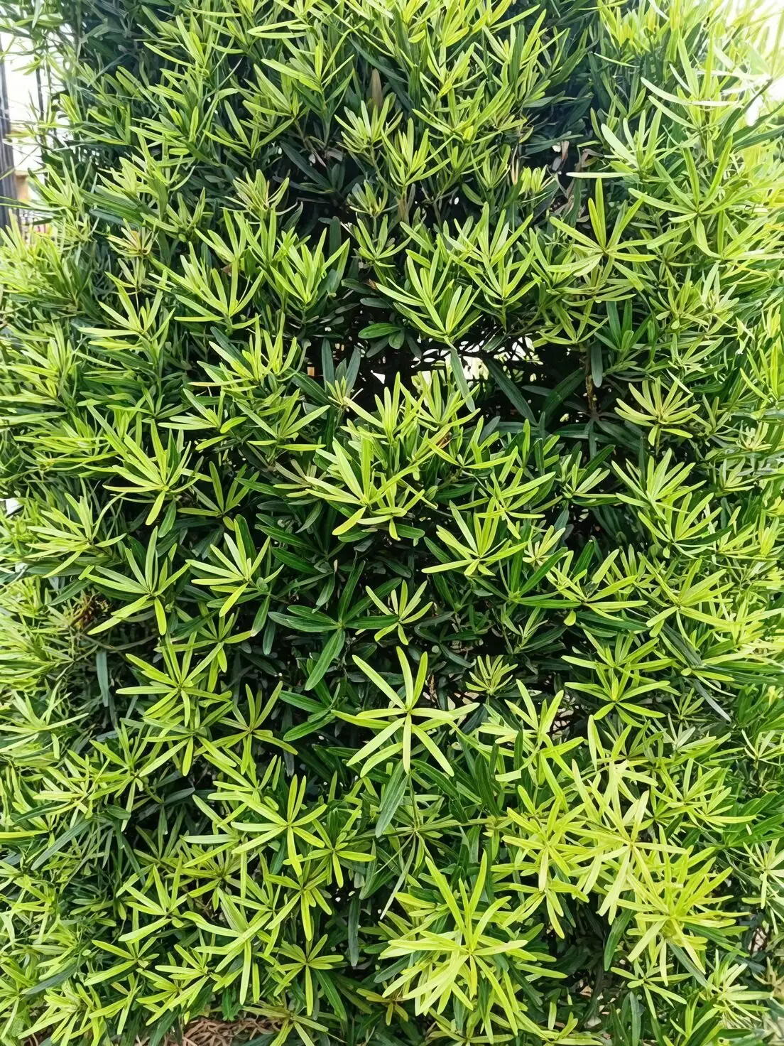 podocarpus pruning layered canopy