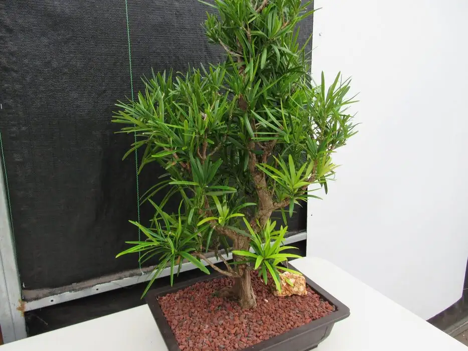 podocarpus bonsai formal upright