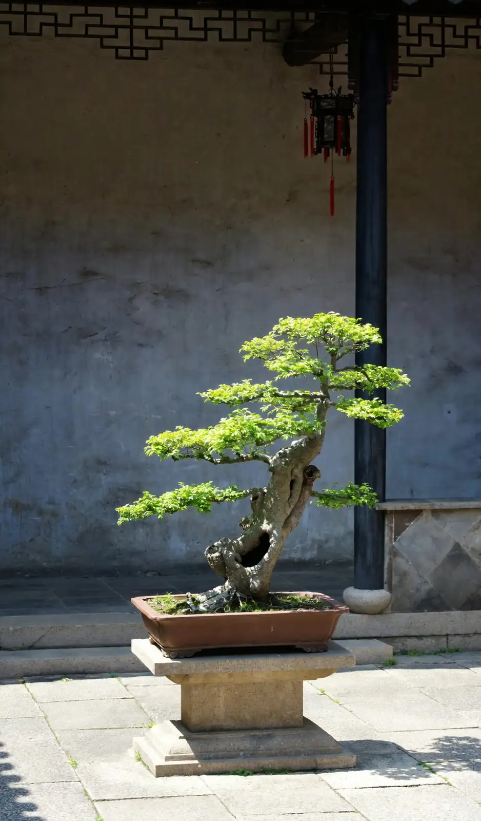 podocarpus bonsai curved trunk