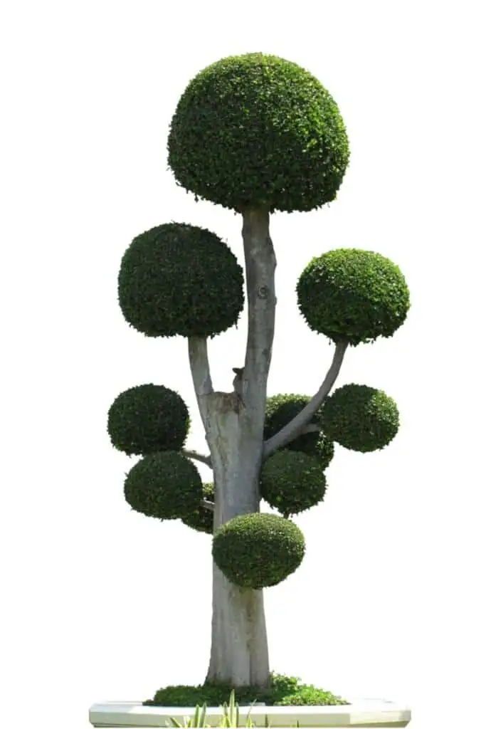 podocarpus bonsai cloud layers