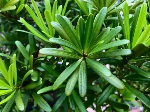 podocarpus fruit red receptacle