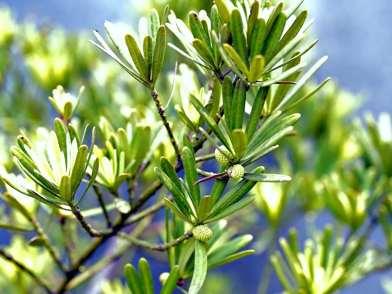 podocarpus leaves glossy close-up