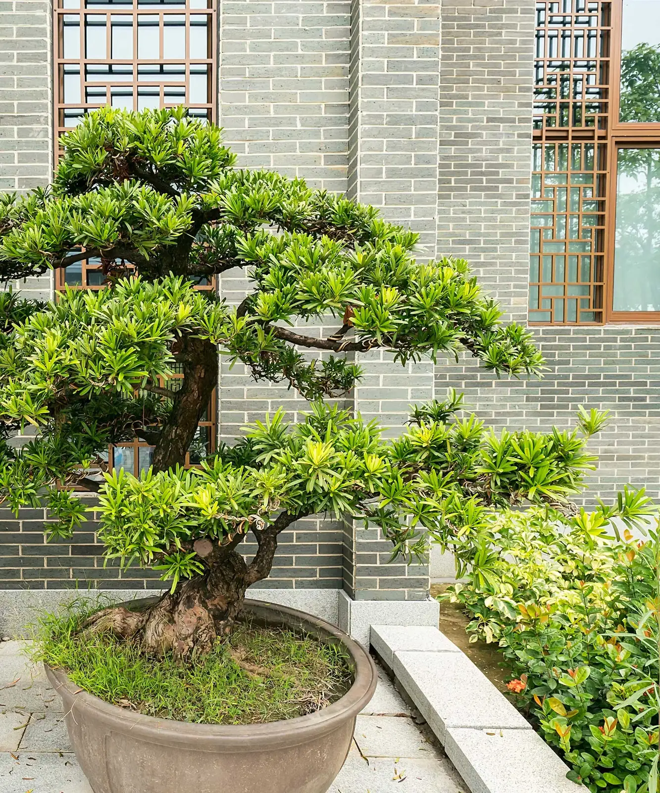 podocarpus bonsai cloud pruning