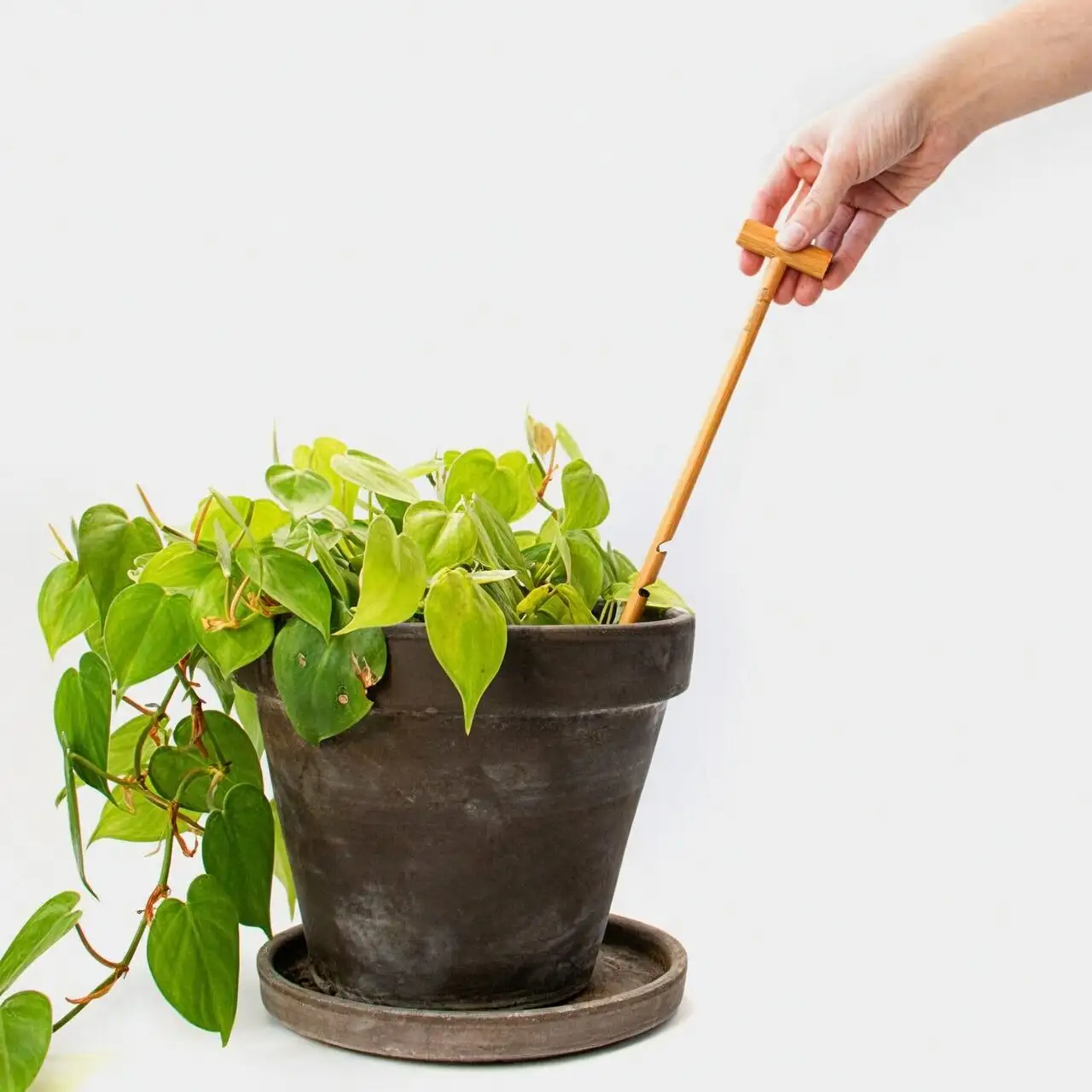 podocarpus watering soil check