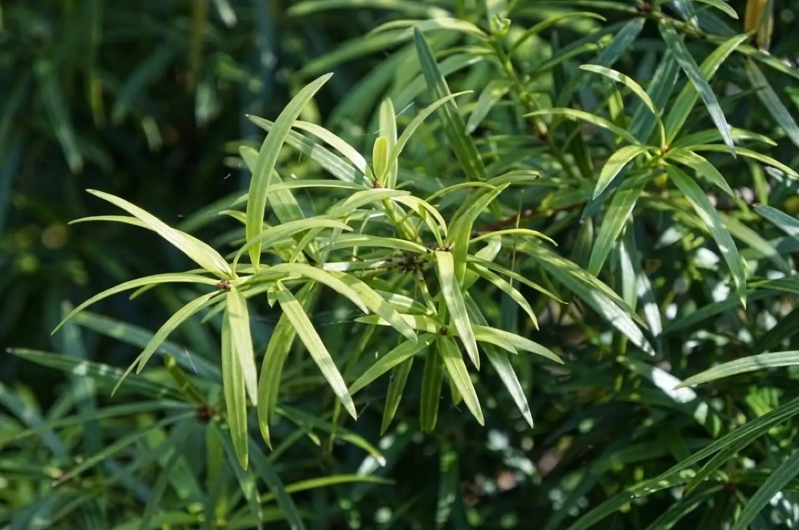 podocarpus leaves close-up
