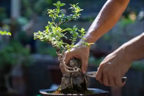 podocarpus bonsai pruning hands
