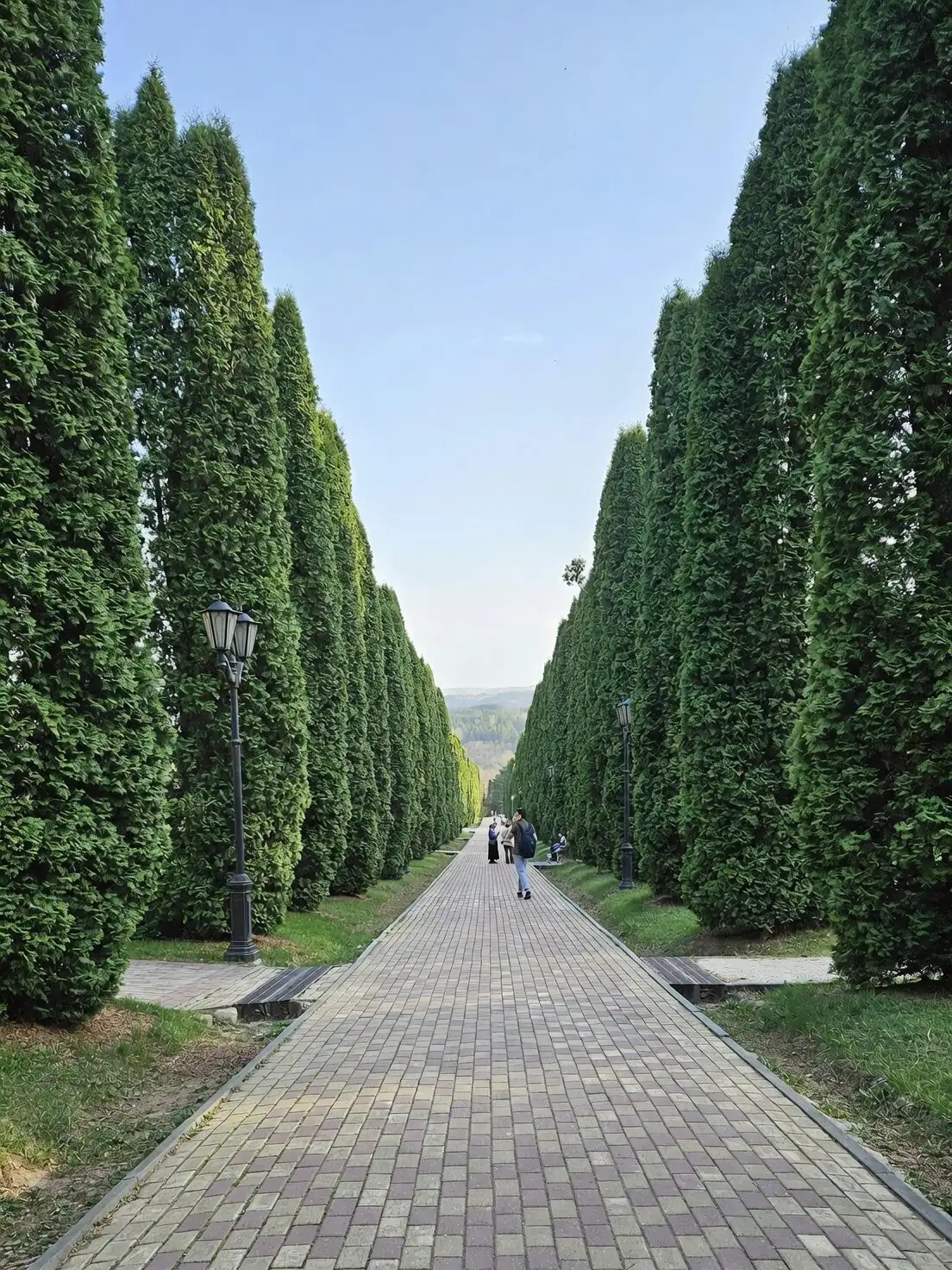 podocarpus pair at entrance