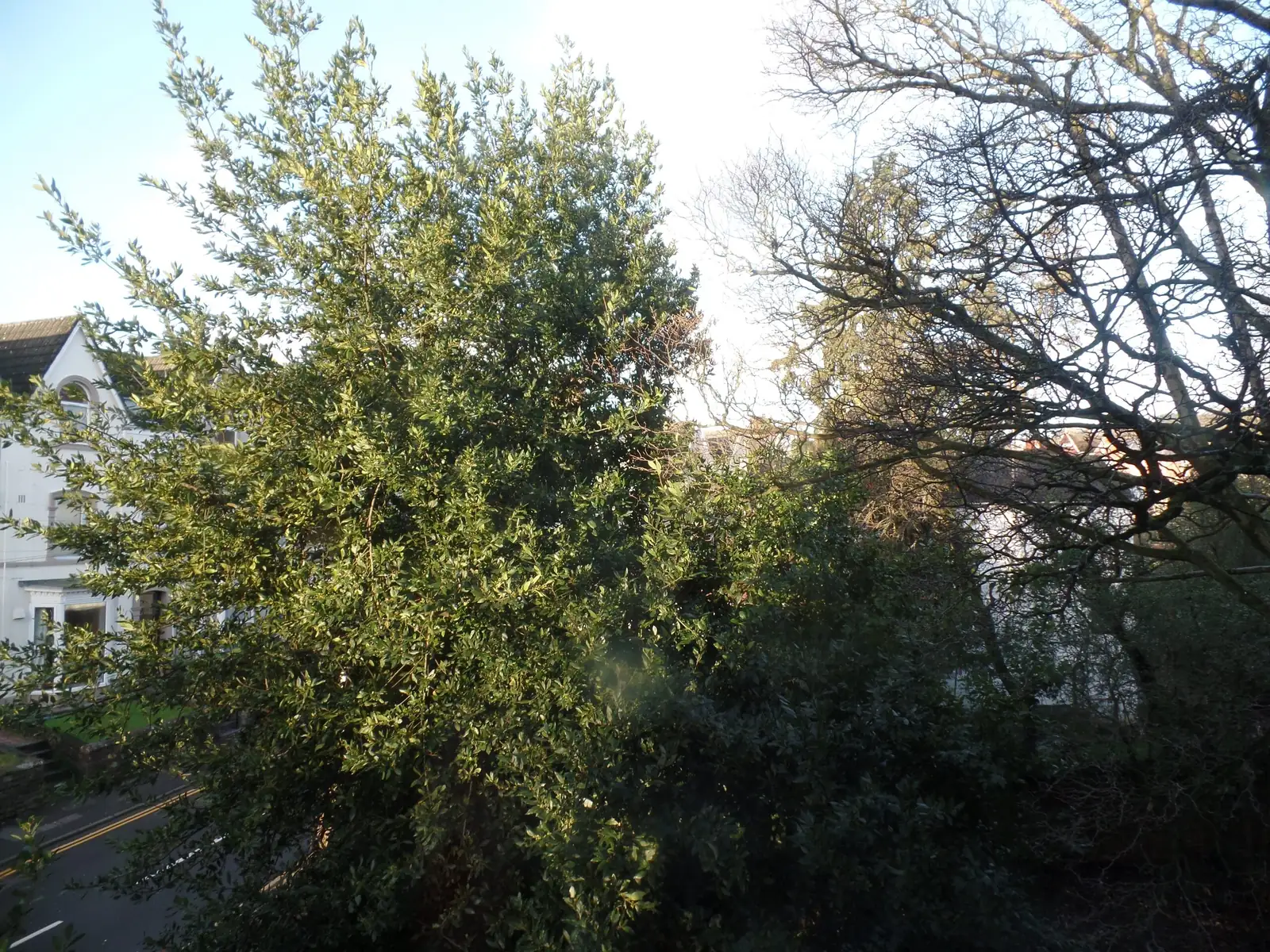 podocarpus balcony morning light