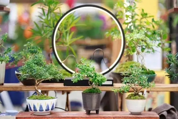 podocarpus bonsai nursery stock