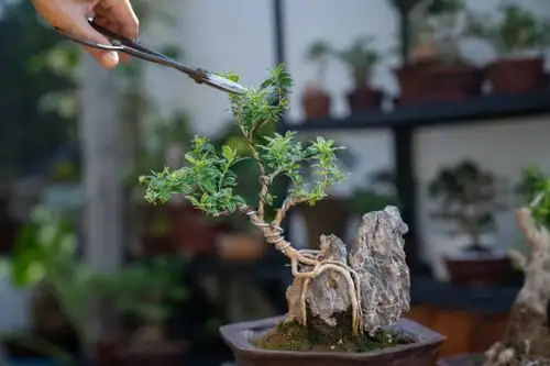 podocarpus bonsai wiring hands