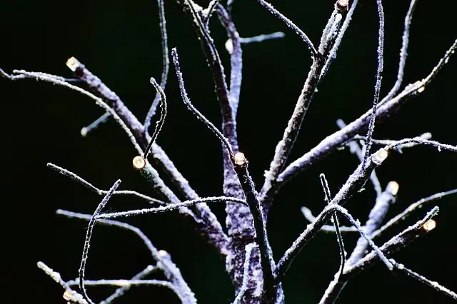 podocarpus branch bending guy wire