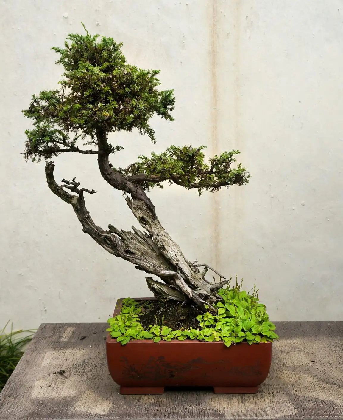 podocarpus bonsai pad pruning