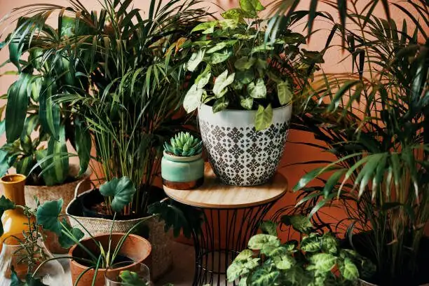 podocarpus cuttings humidity dome ventilation