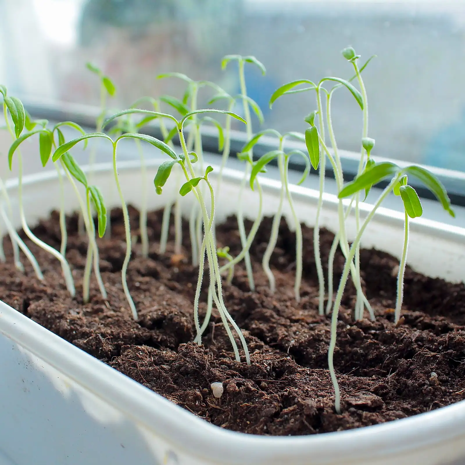 podocarpus seedlings in tray germination