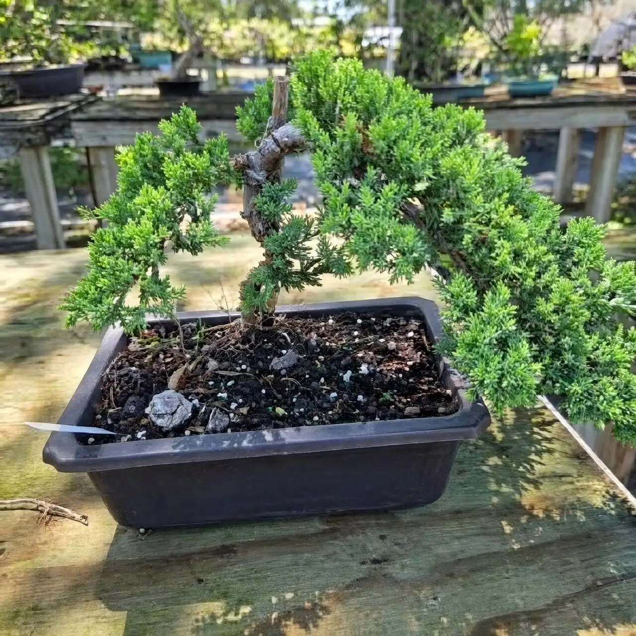 把山林请进家：罗汉松的室内摆放与搭配——东向光、青瓷盆、石与苔的意境