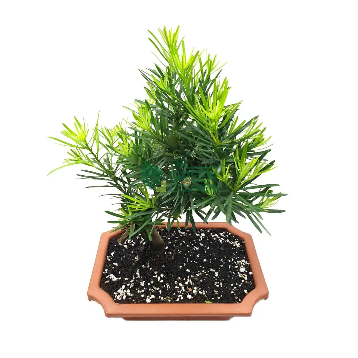 podocarpus bonsai watering well-draining soil