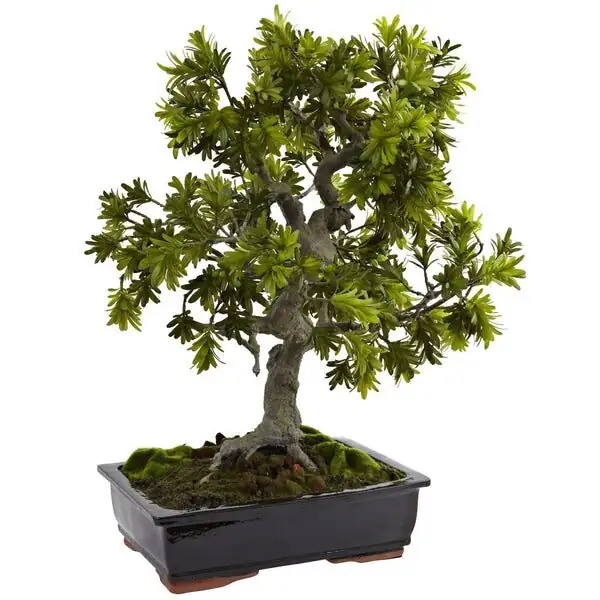 podocarpus bonsai stone moss arrangement