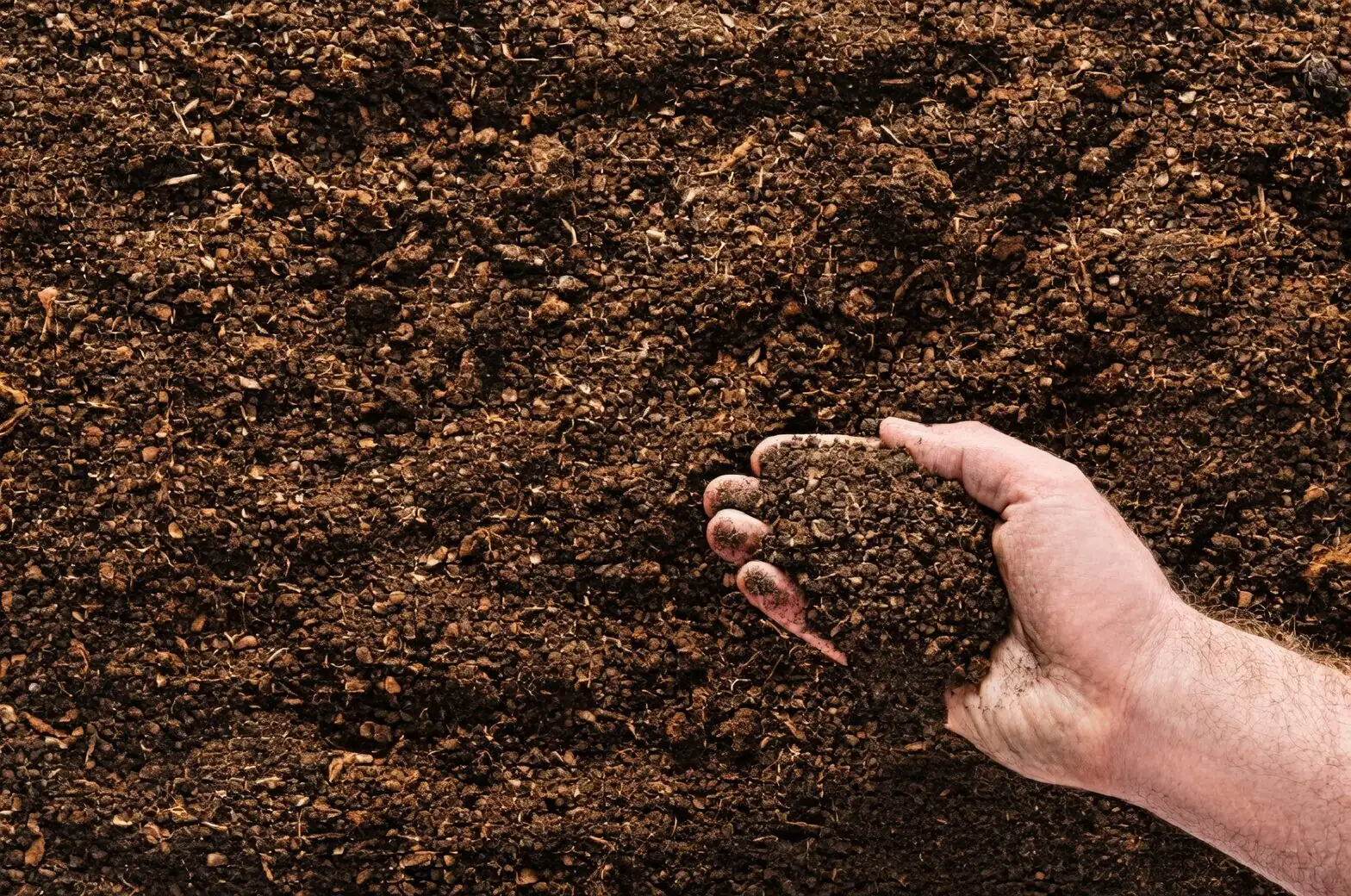 podocarpus soil mix ingredients