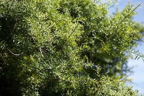 podocarpus root pruning close-up