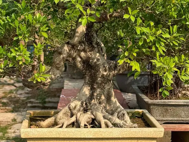 podocarpus bonsai trunk taper close-up