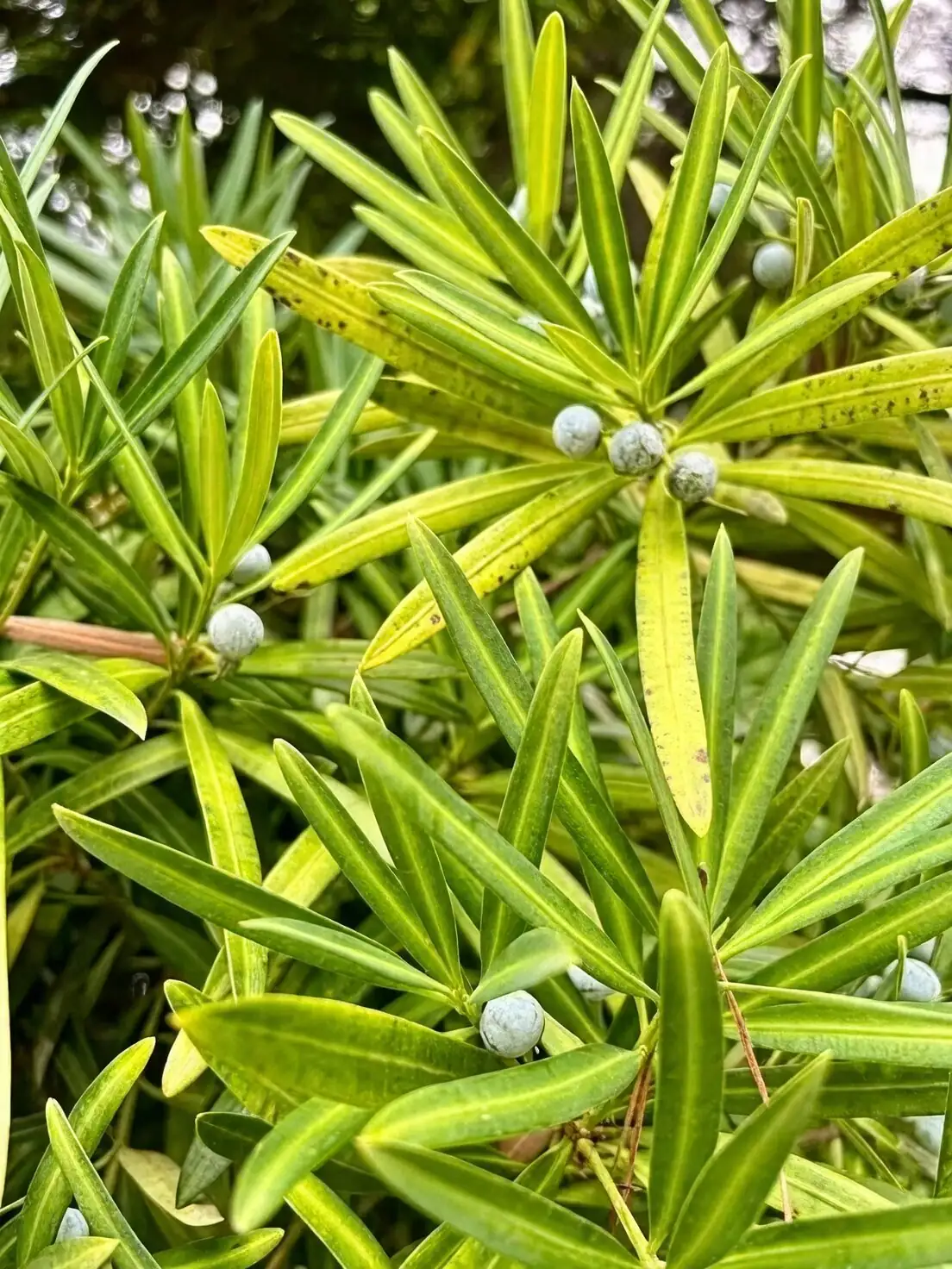 podocarpus leaves glossy close-up