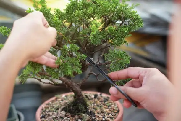 podocarpus bonsai cloud pads pruning