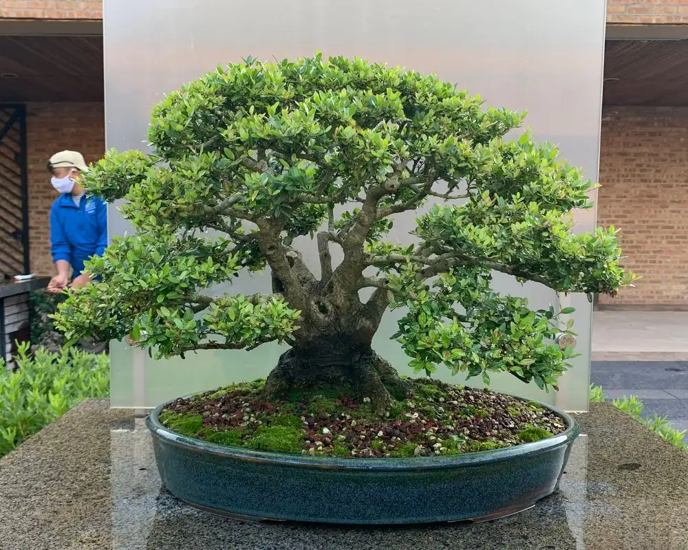 podocarpus bonsai different pots display