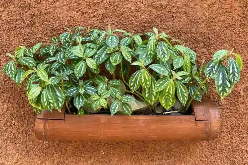 pilea cadierei near window sheer curtain