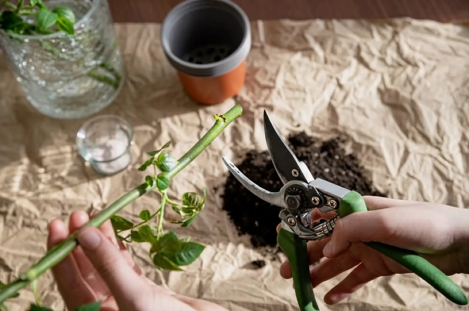 pilea cadierei stem cutting propagation