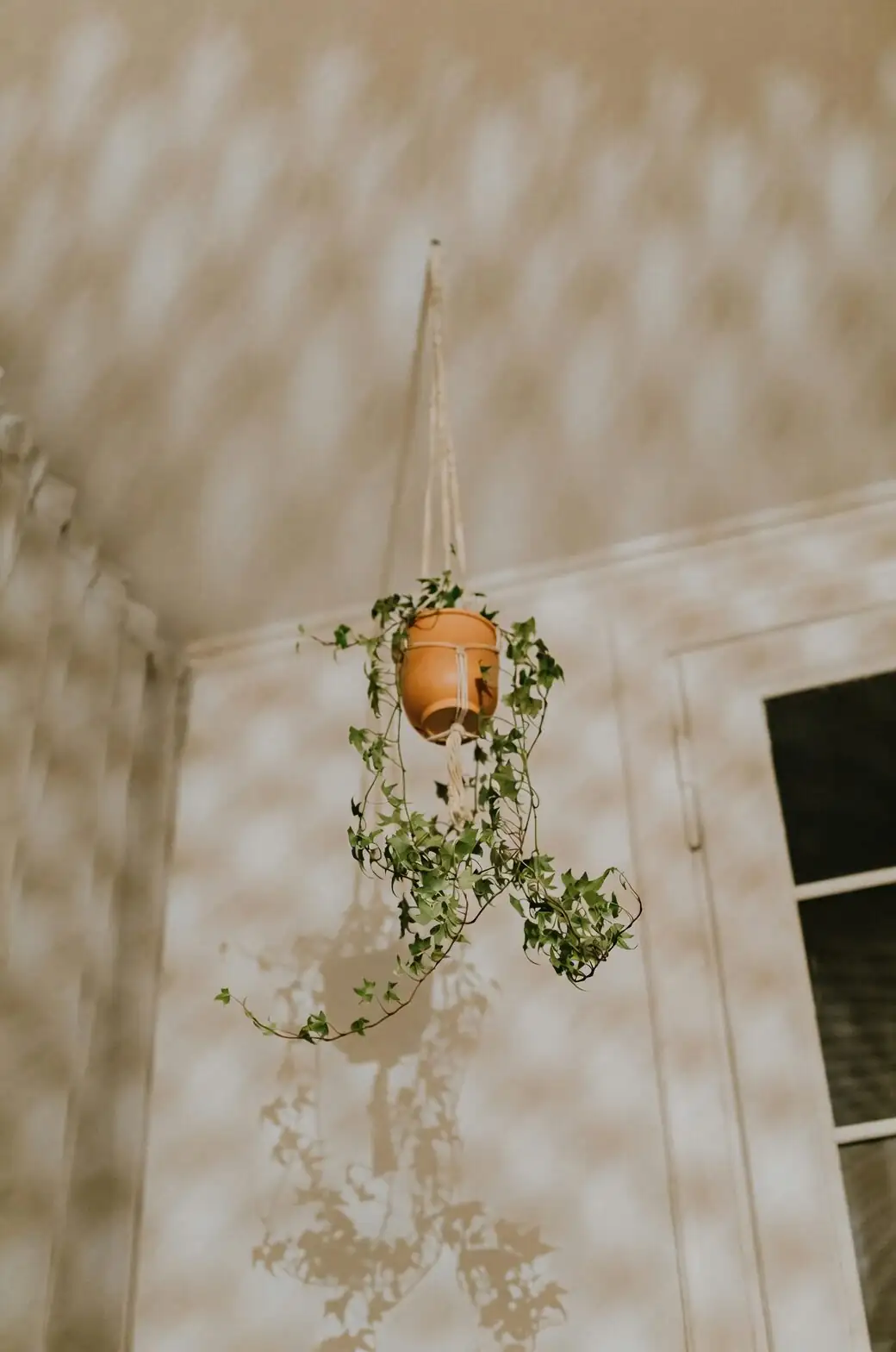 aluminum plant hanging basket trailing