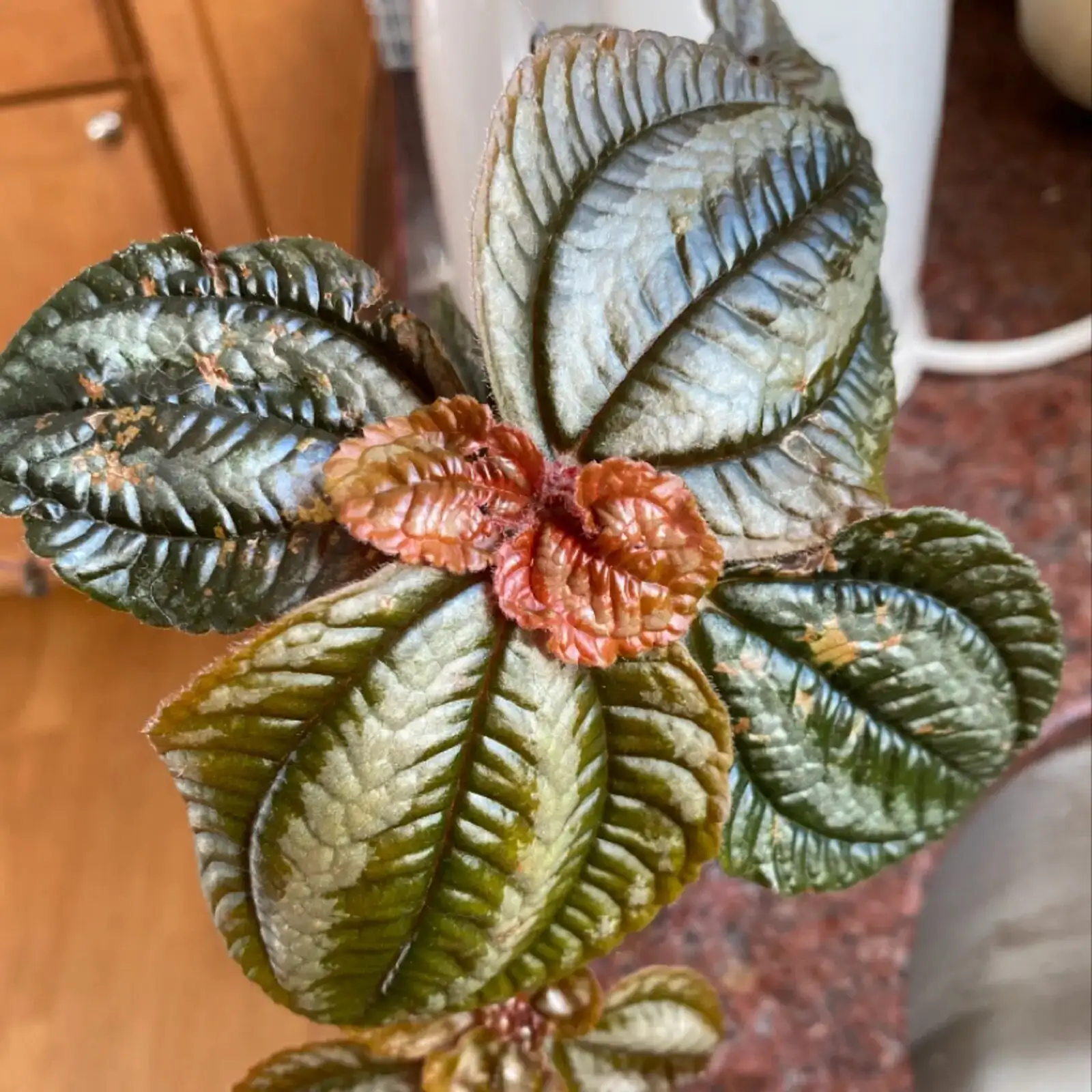 aluminum plant leaf spot close-up