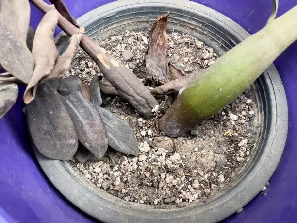 aluminum plant root rot repotting
