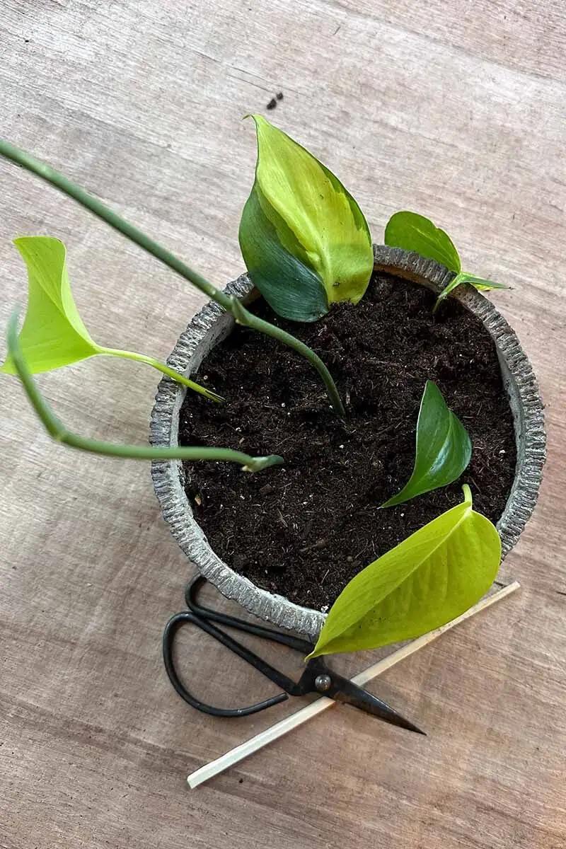aluminum plant stem cuttings propagation