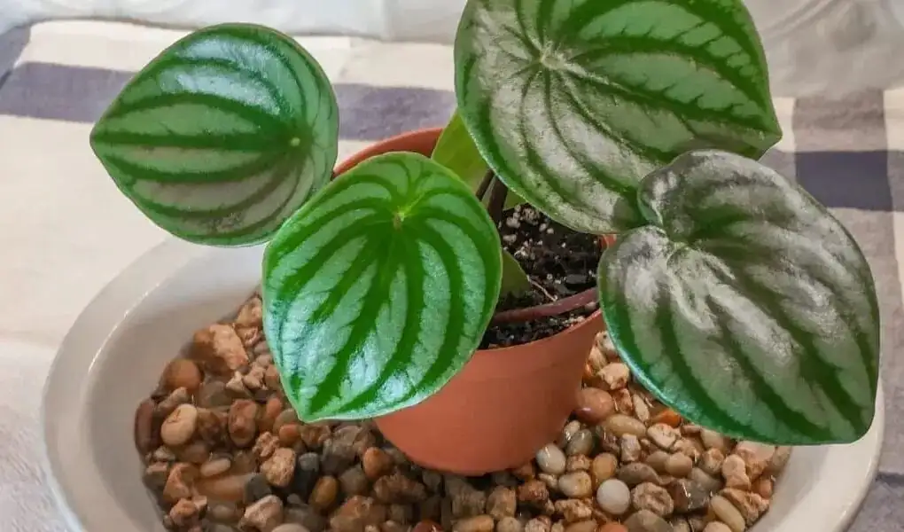 aluminum plant pebble tray humidifier