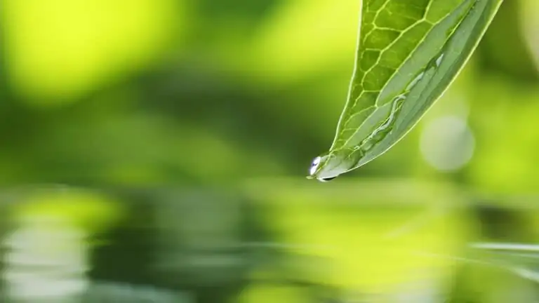 aluminum plant leaf underside washing
